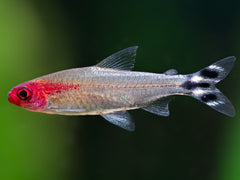 Rotkopfsalmler