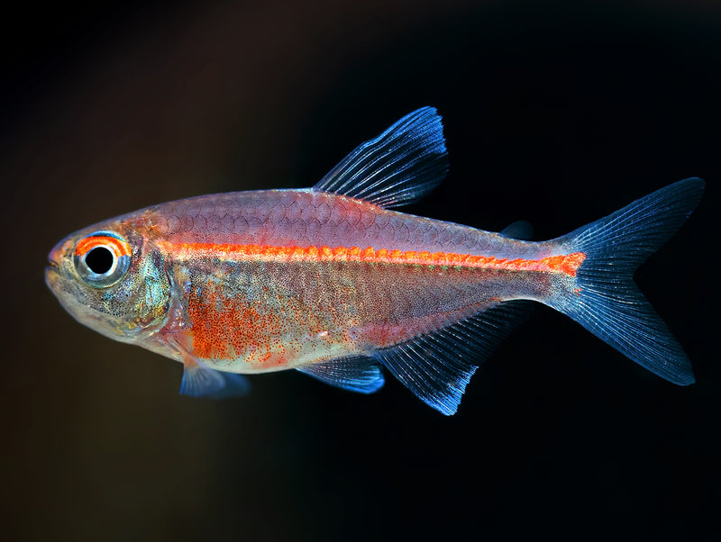 Hemigrammus coeruleus