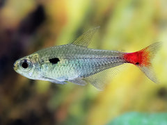 Blutschwanz Salmler