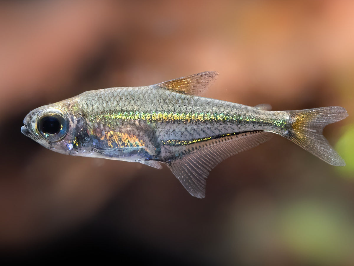 Blaubandsalmler