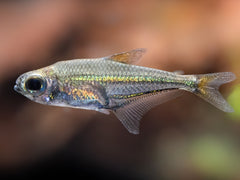 Blaubandsalmler