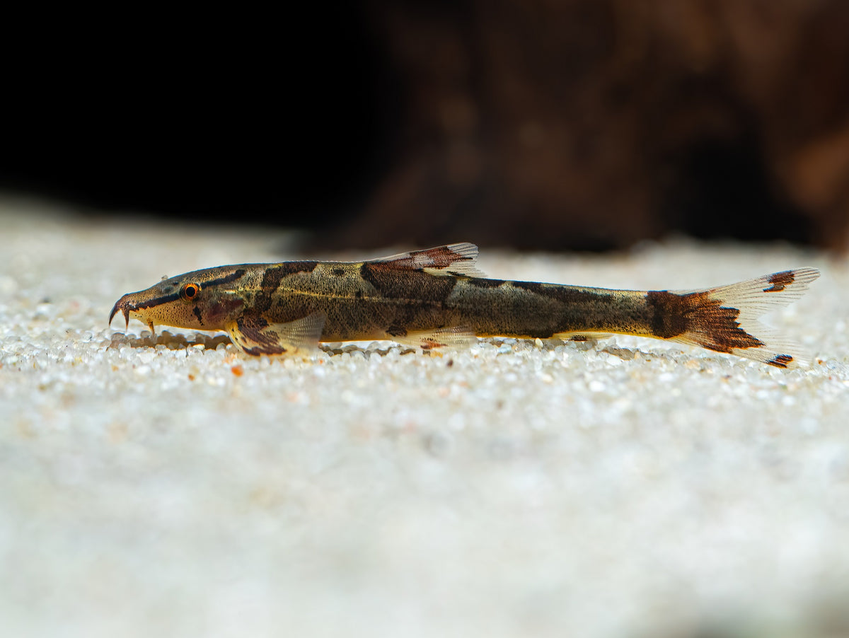 Java Prachtflossensauger
