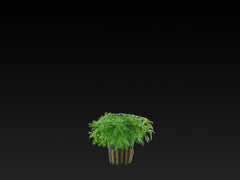 Hottonia palustris