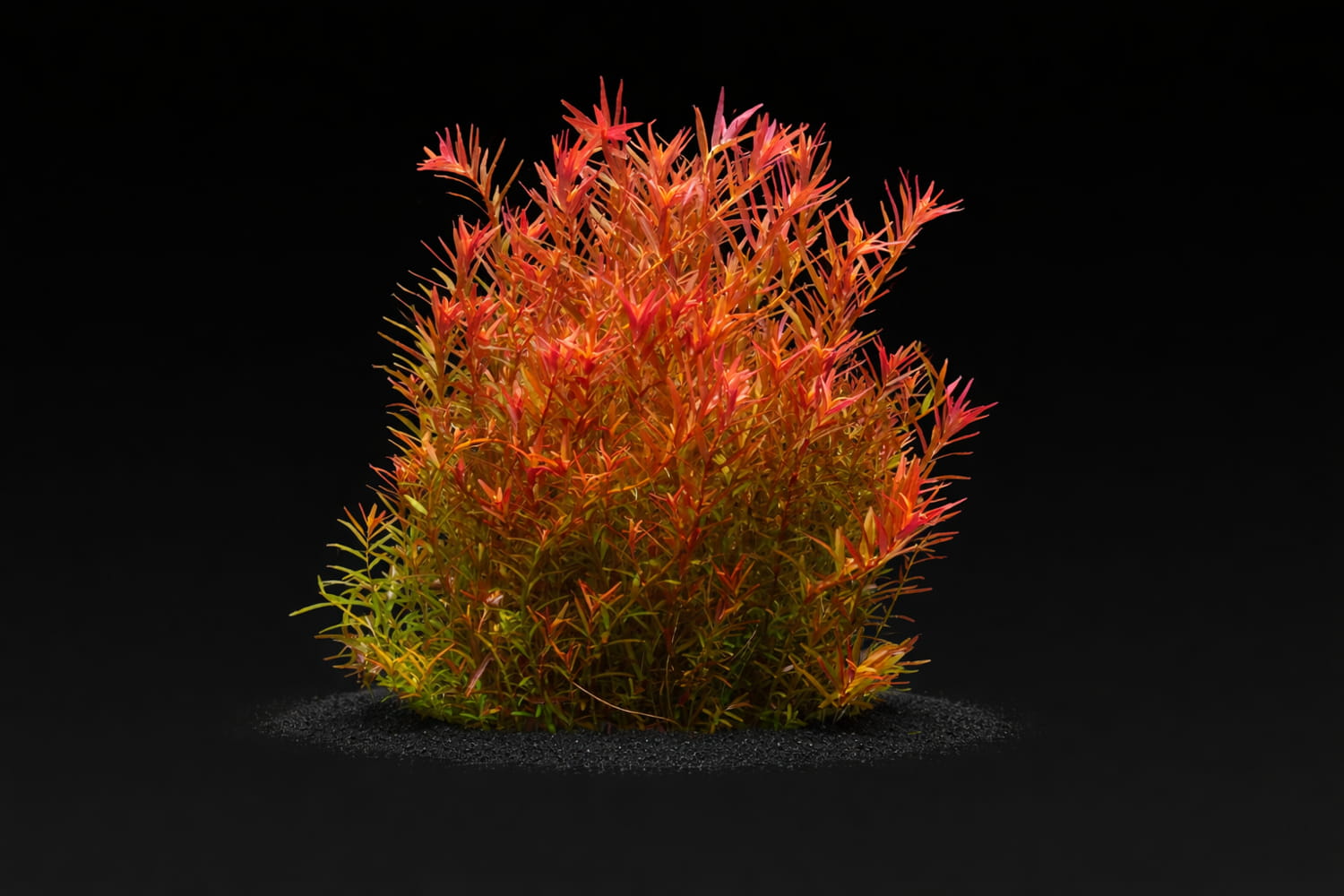 Rotala rotundifolia "Gia Lai" / "H'Ra"