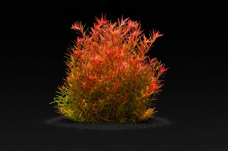 Rotala rotundifolia "Gia Lai" / "H'Ra"