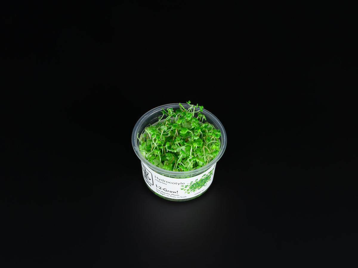 Hydrocotyle tripartita