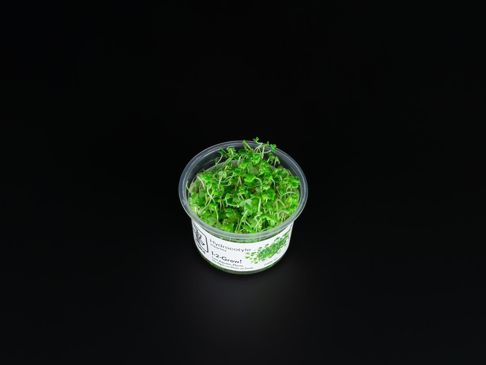 Hydrocotyle tripartita