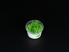 Hydrocotyle tripartita