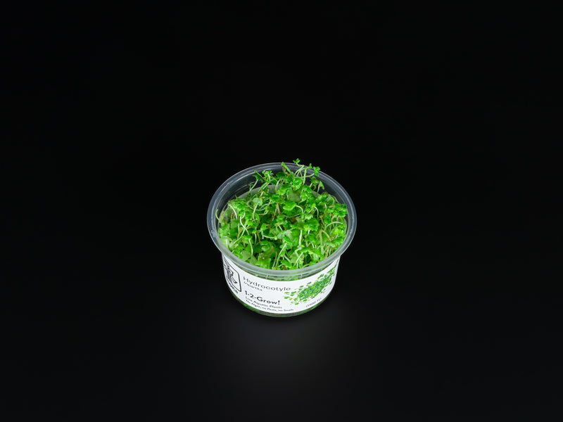 Hydrocotyle tripartita