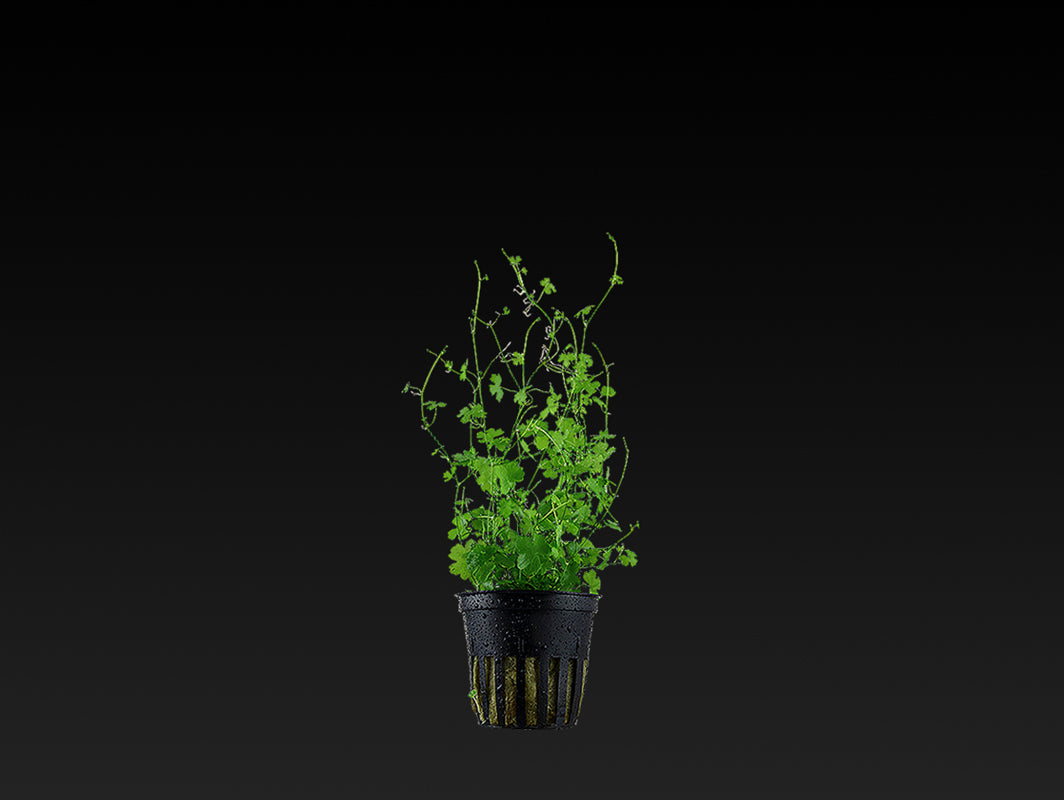 Hydrocotyle tripartita