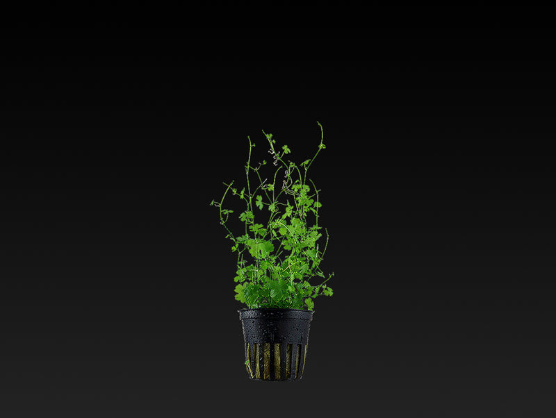 Hydrocotyle tripartita