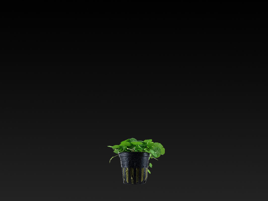 Hydrocotyle verticillata