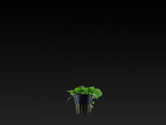 Hydrocotyle verticillata