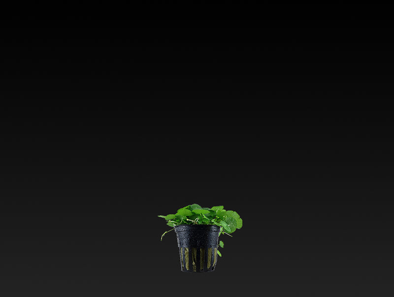 Hydrocotyle verticillata
