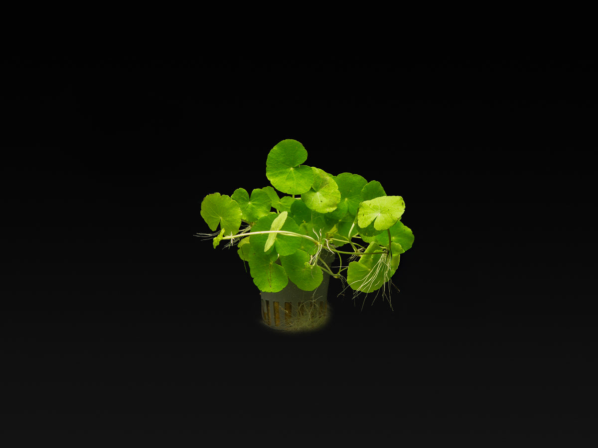 Hydrocotyle leucocephala