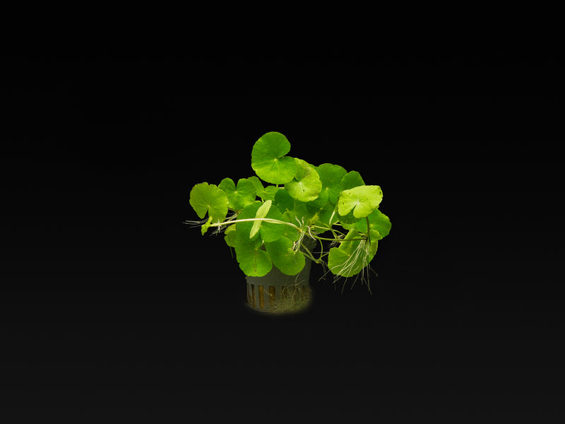 Hydrocotyle leucocephala