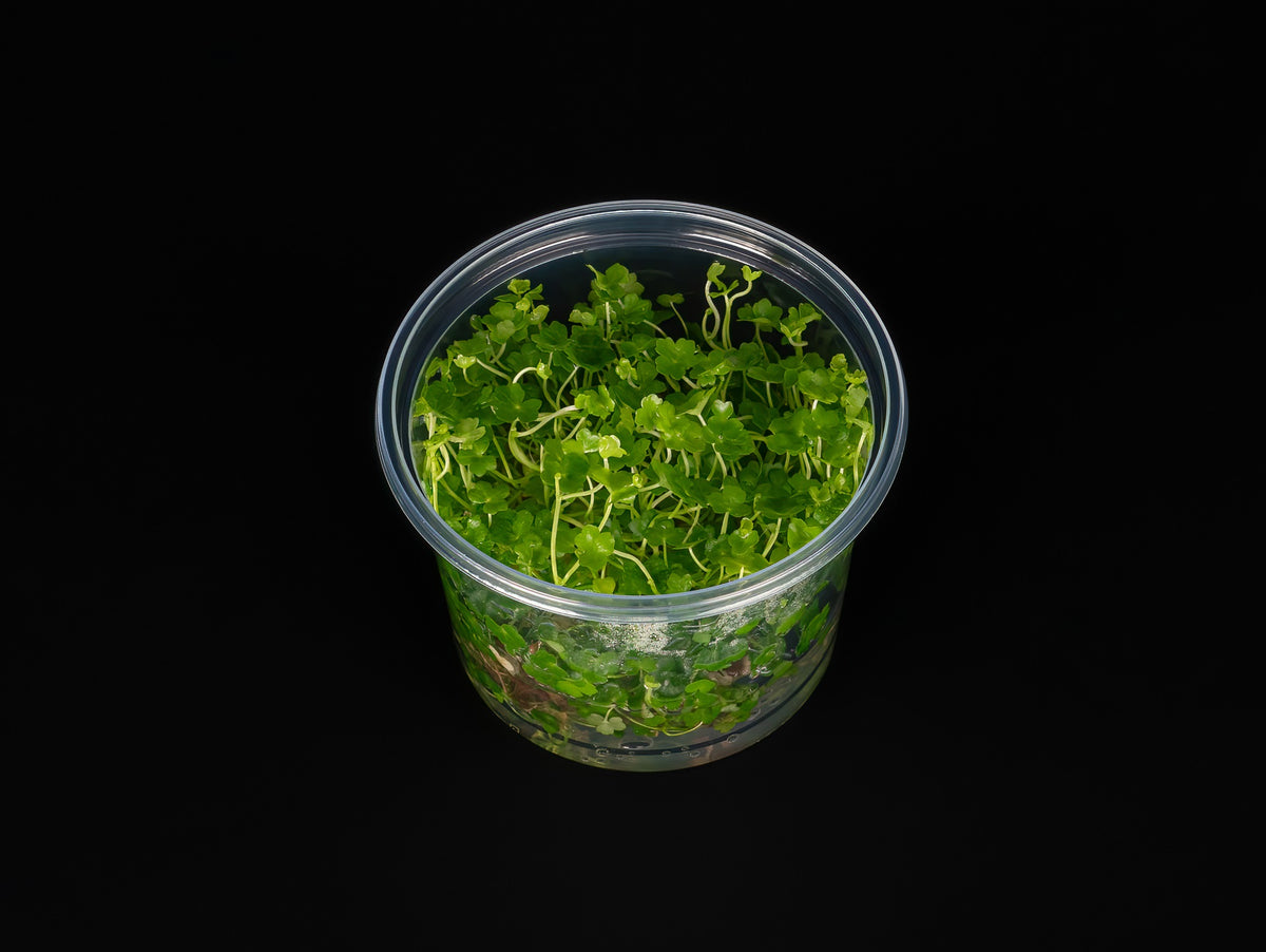Hydrocotyle tripartita 'Mini'