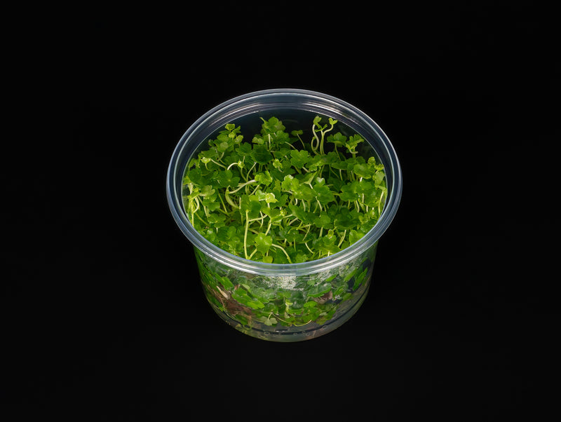 Hydrocotyle tripartita 'Mini'
