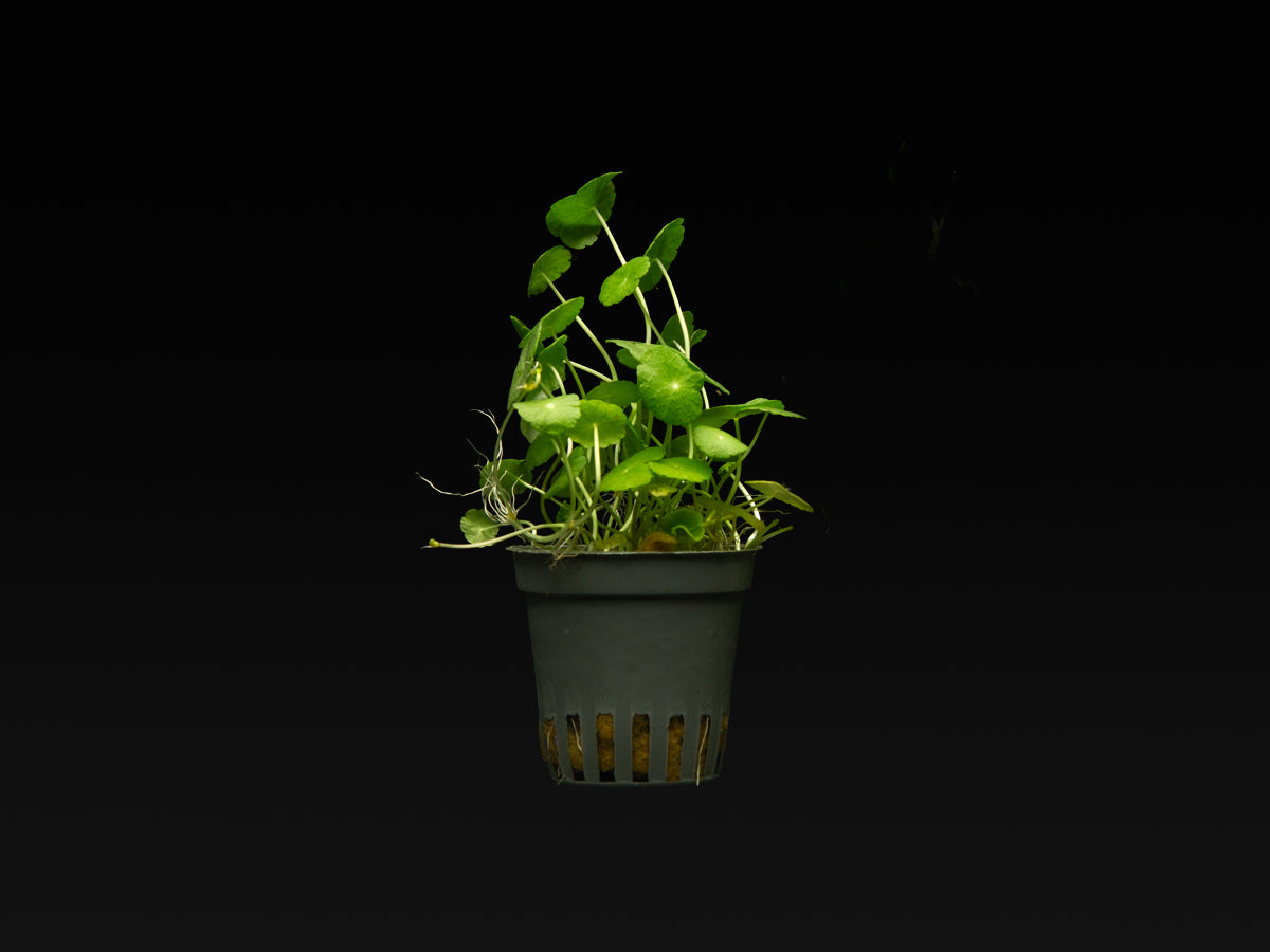 Hydrocotyle verticillata