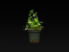 Hydrocotyle verticillata
