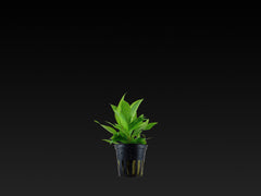 Hygrophila corymbosa 'Siamensis'