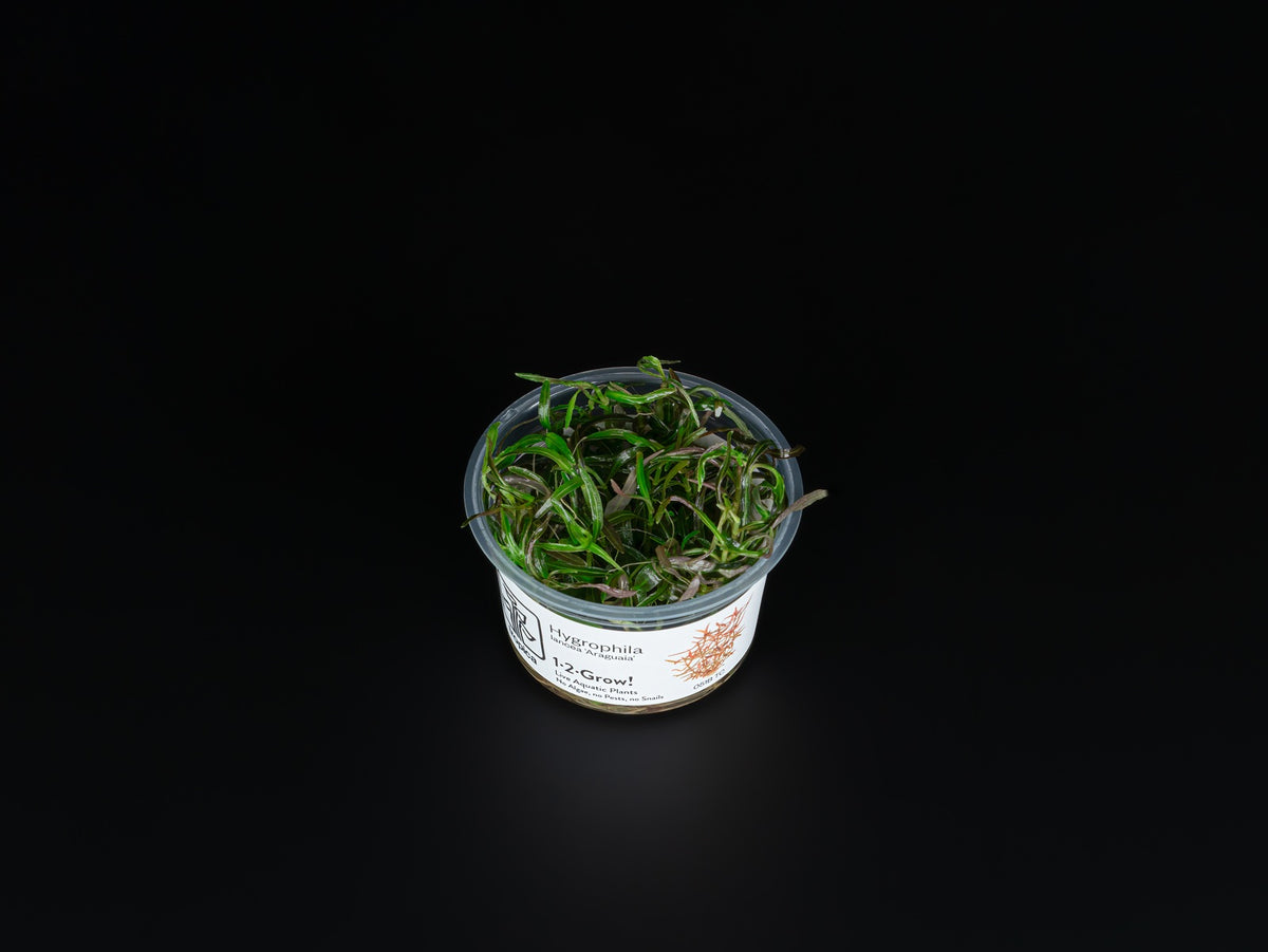 Hygrophila lancea 'Araguaia'