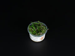 Hygrophila lancea 'Araguaia'