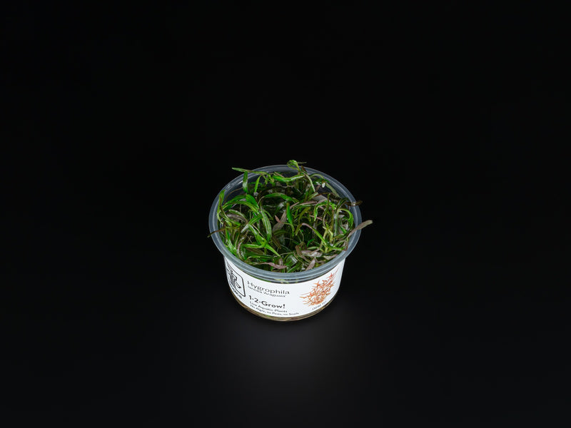 Hygrophila lancea 'Araguaia'