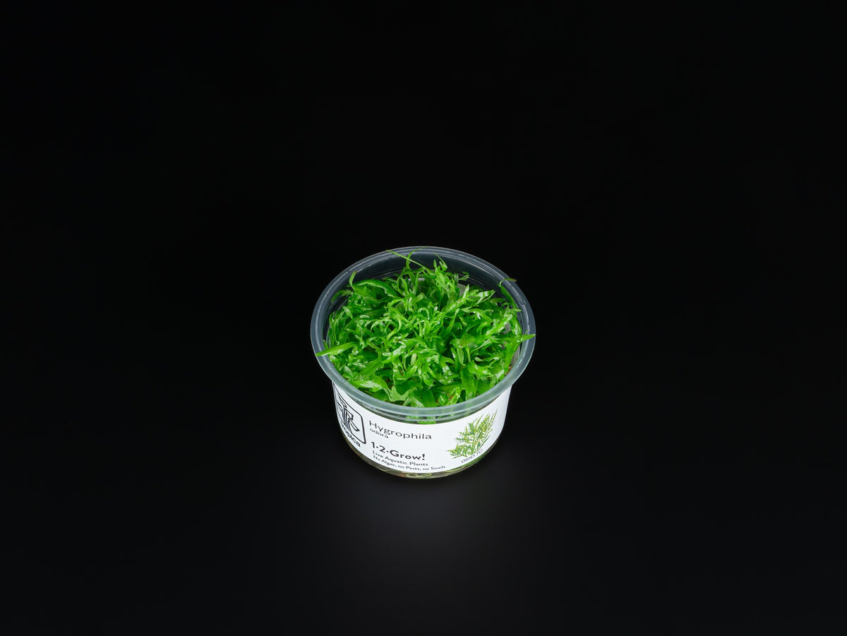 Hygrophila odora