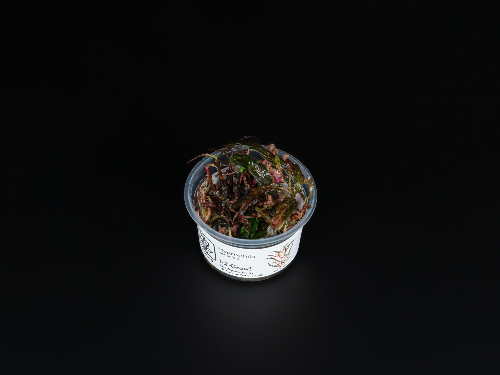 Hygrophila pinnatifida