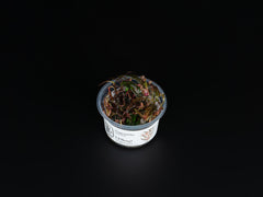 Hygrophila pinnatifida