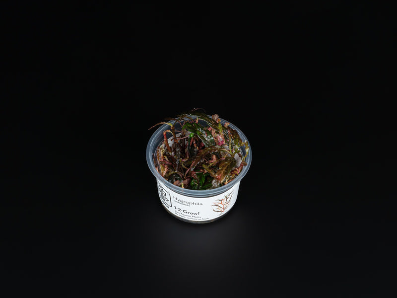 Hygrophila pinnatifida