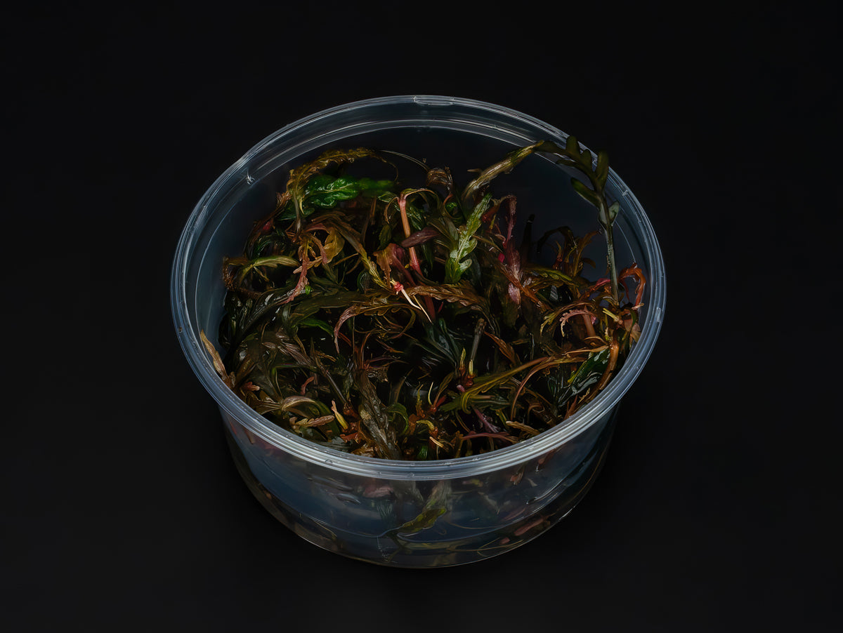 Hygrophila pinnatifida