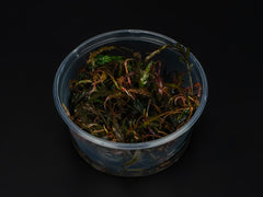 Hygrophila pinnatifida