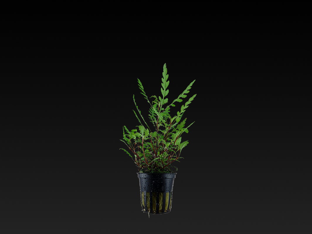 Hygrophila pinnatifida