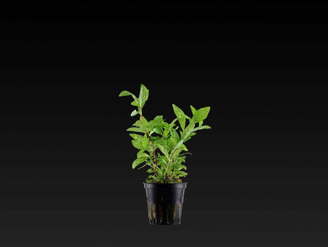 Hygrophila polysperma 'Rosanervig'