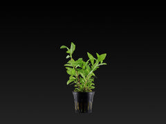 Hygrophila polysperma 'Rosanervig'