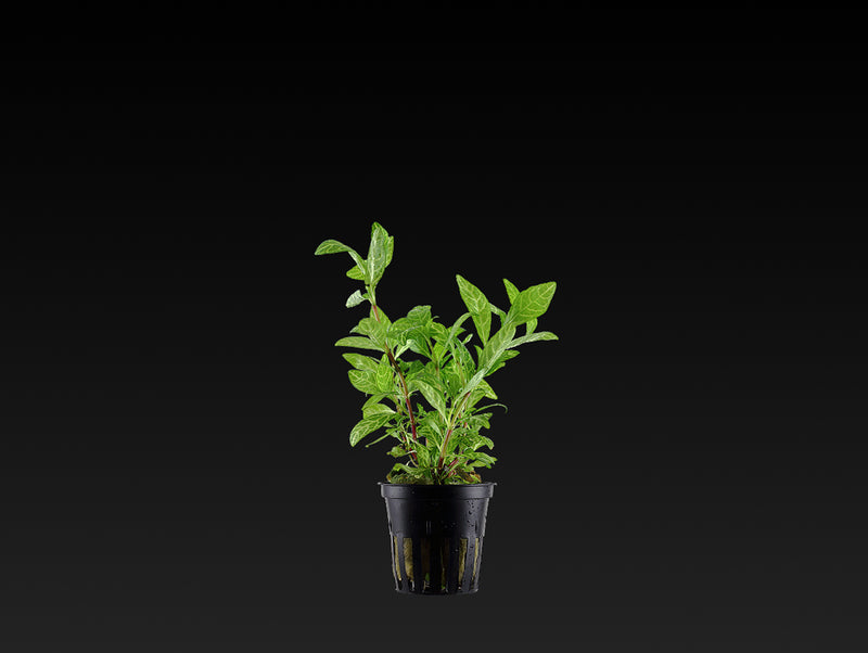Hygrophila polysperma 'Rosanervig'