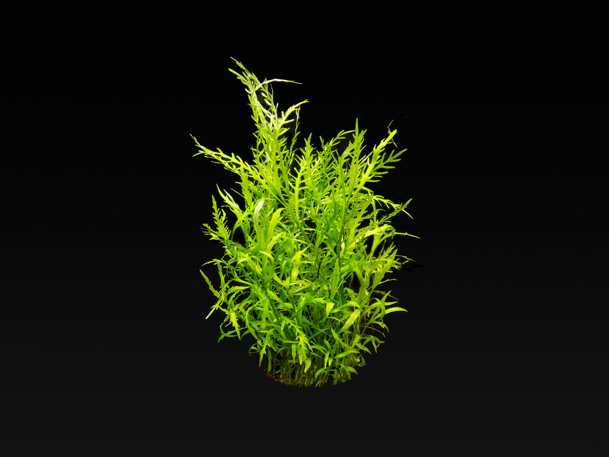 Hygrophila odora