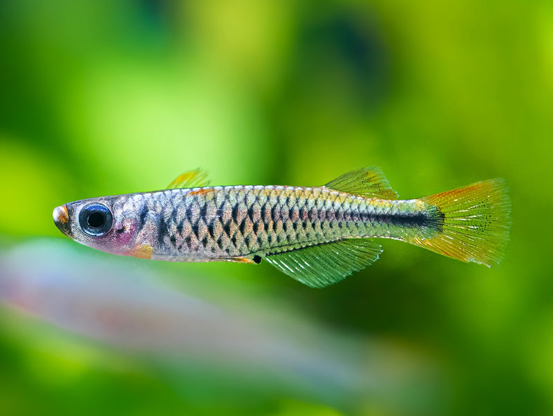 Kongo Zwergleuchtaugenfisch