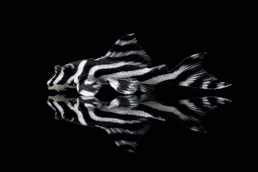L46 Zebra Wels (4cm) 26NL344714/11