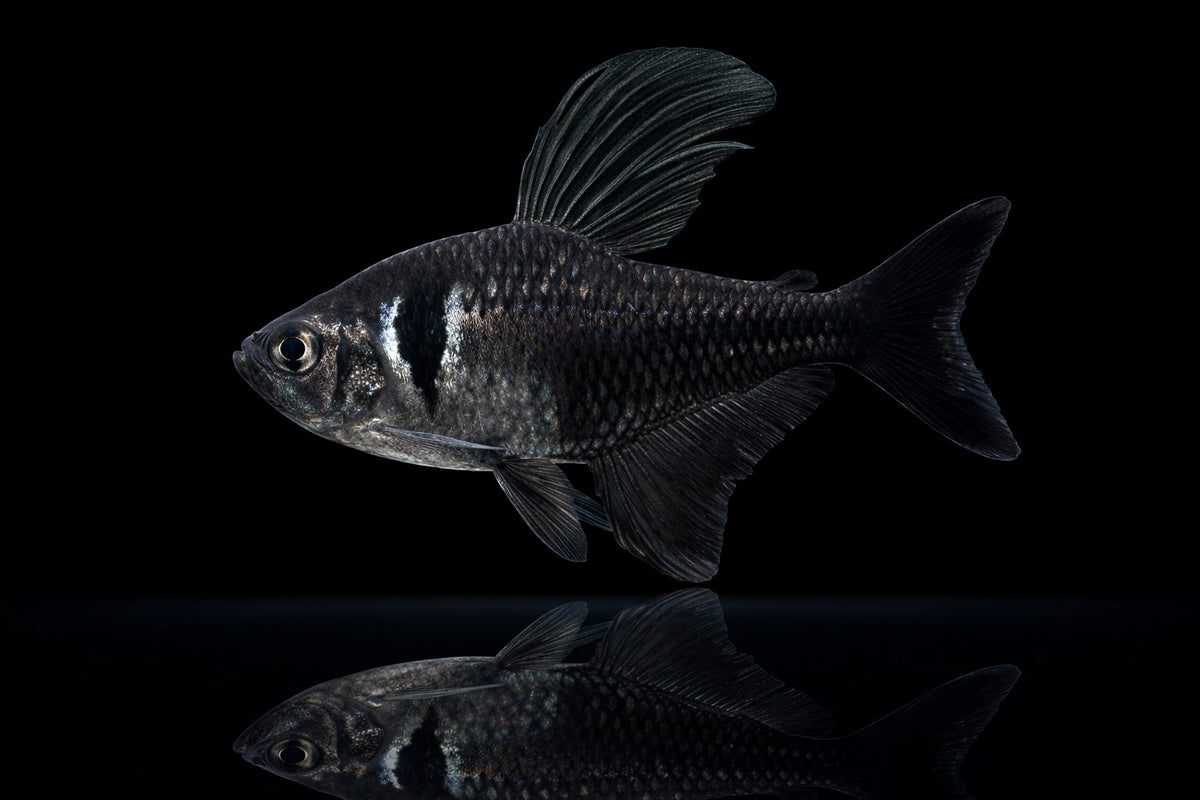 Schwarzer Phantomsalmler
