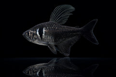 Schwarzer Phantomsalmler