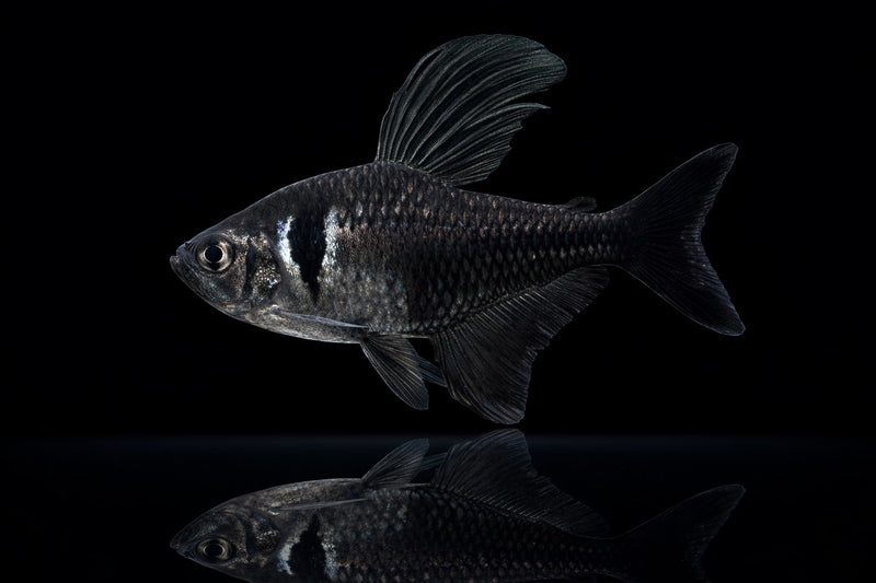 Schwarzer Phantomsalmler
