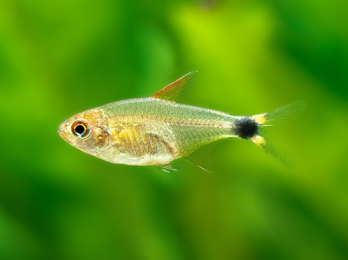 Hyphessobrycon peugeoti