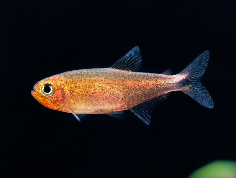 Hyphessobrycon sp. 'Amaya'