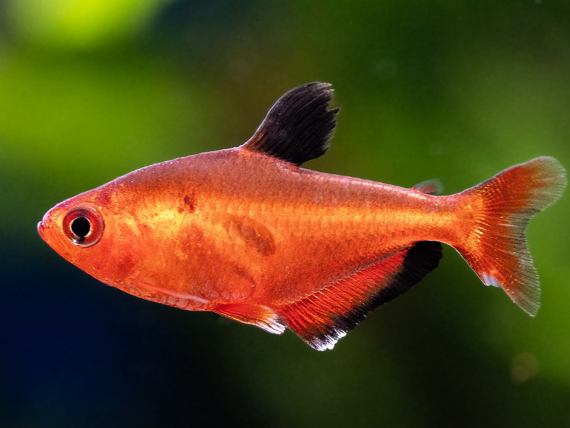 Blutsalmler "super rot"