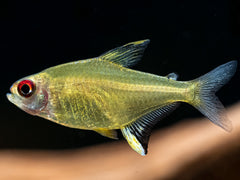 Zitronensalmler