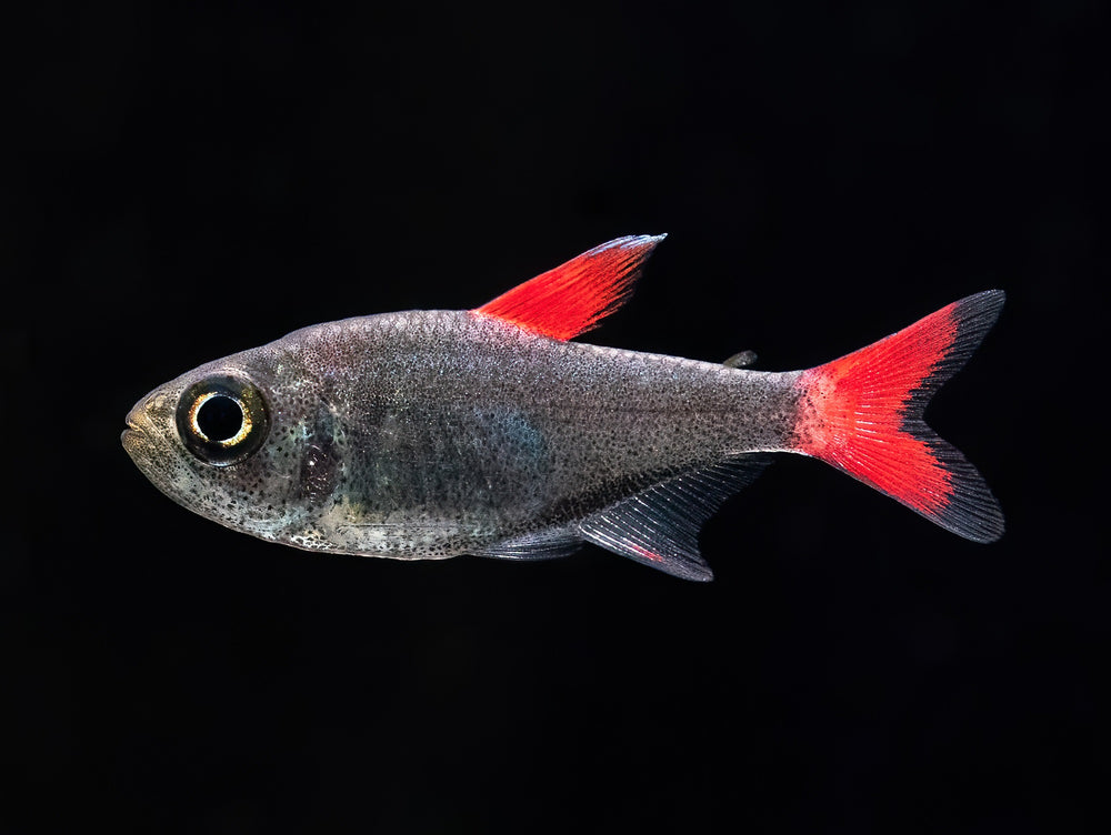 Hyphessobrycon eilyos