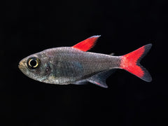 Hyphessobrycon eilyos